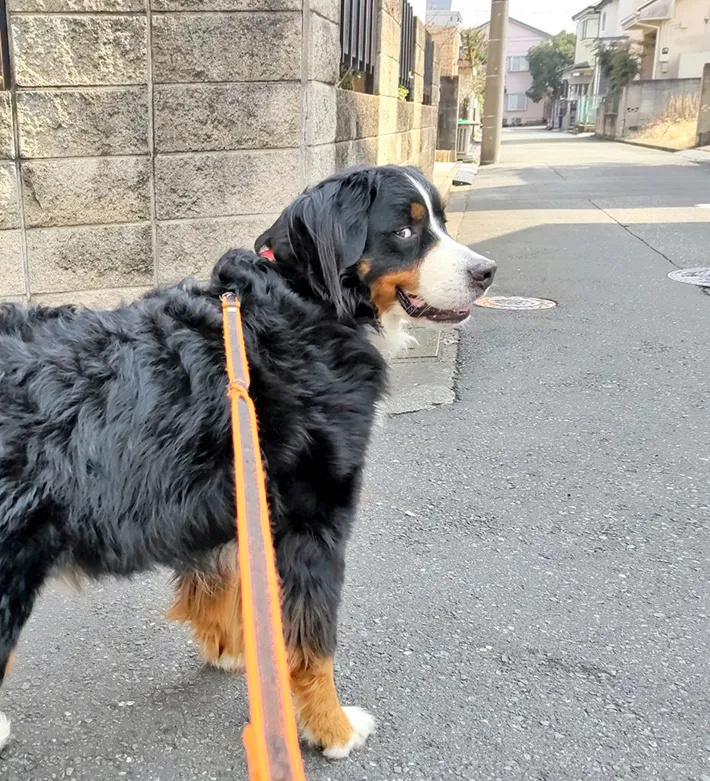 散歩中のバーニーズ・マウンテン・ドッグの写真