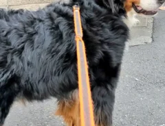 散歩中のバーニーズ・マウンテン・ドッグの写真