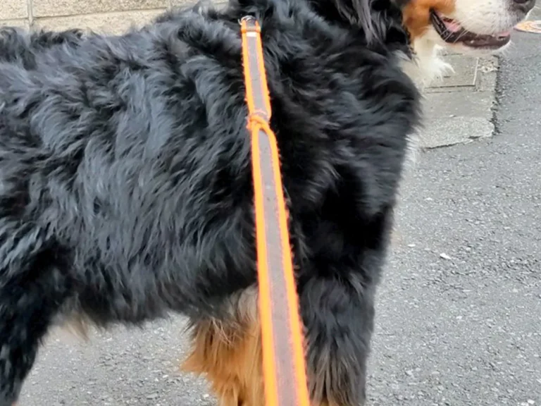 散歩中のバーニーズ・マウンテン・ドッグの写真