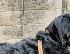 散歩中のバーニーズ・マウンテン・ドッグの写真