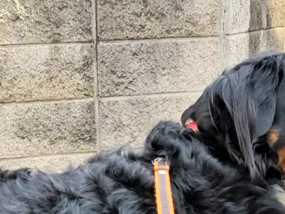 散歩中のバーニーズ・マウンテン・ドッグの写真