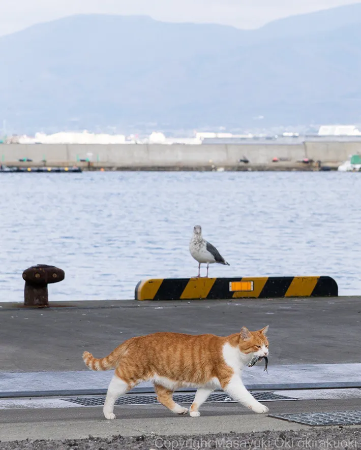 魚をくわえる猫を見つめるカモメの写真