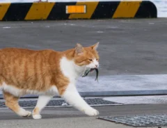 魚をくわえる猫の写真