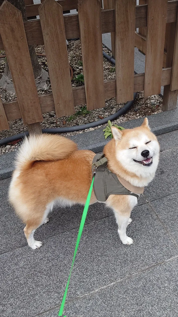 散歩中の柴犬の写真