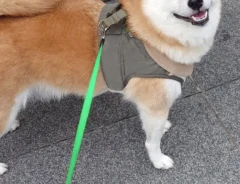 散歩中の柴犬の写真