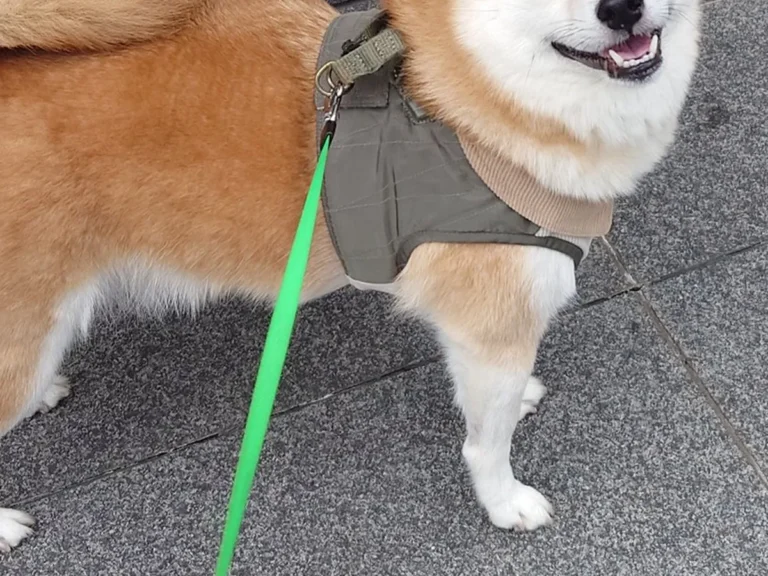 散歩中の柴犬の写真