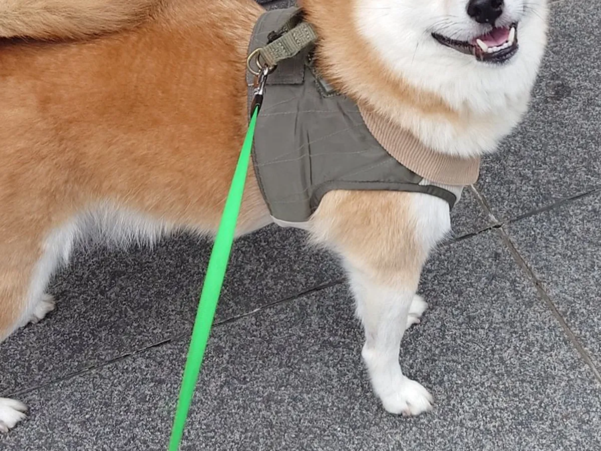 散歩中の柴犬の写真