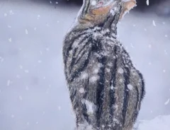 雪を見つめる猫を表現した色鉛筆画の写真