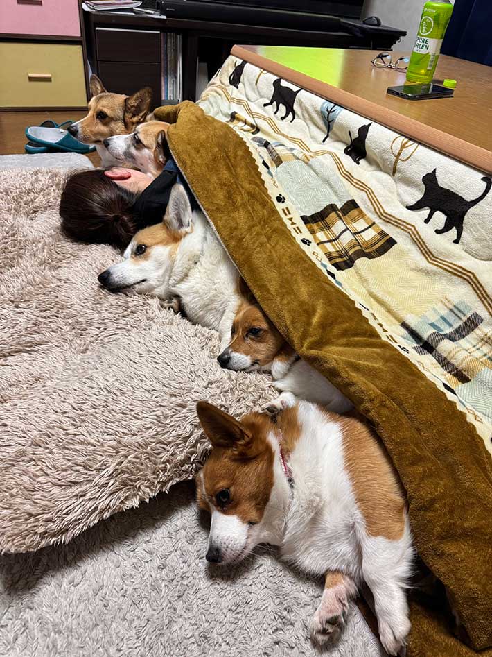 コタツに入るコーギー