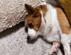 こたつに入るコーギー犬