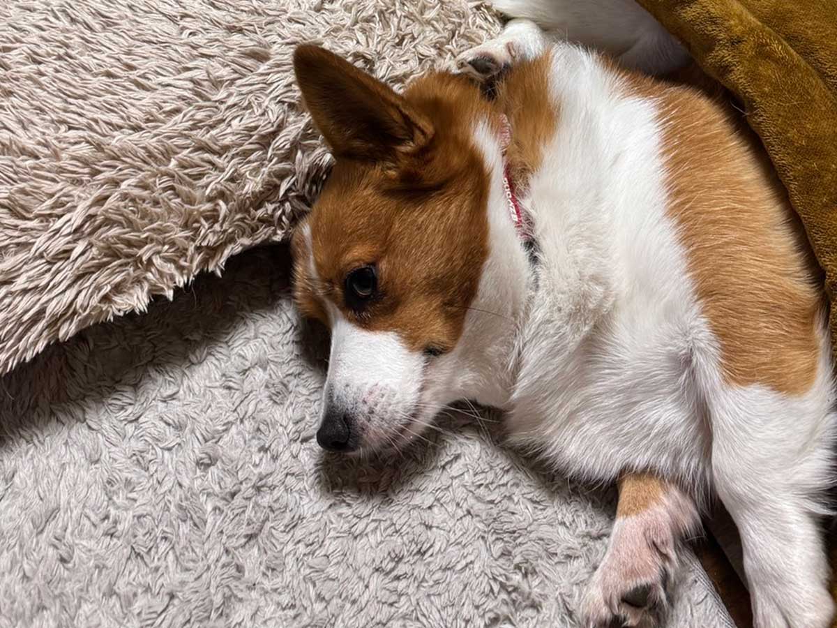 こたつに入るコーギー犬