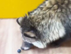 果物を追いかけるタヌキ