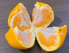 ミカン（撮影：grape編集部）