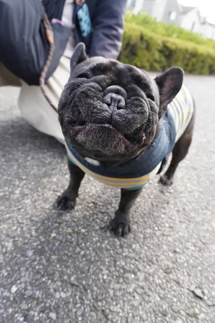 フレンチブルドッグの写真
