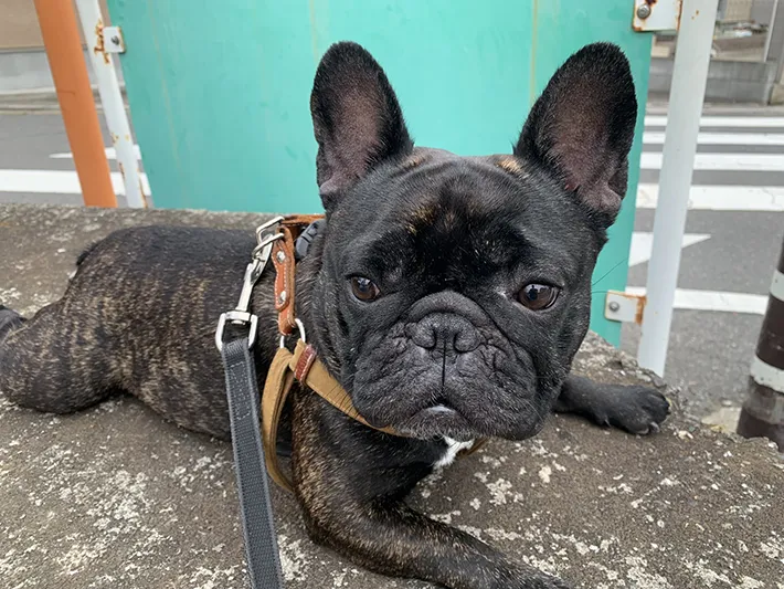 フレンチブルドッグの写真