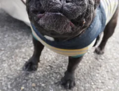 フレンチブルドッグの写真