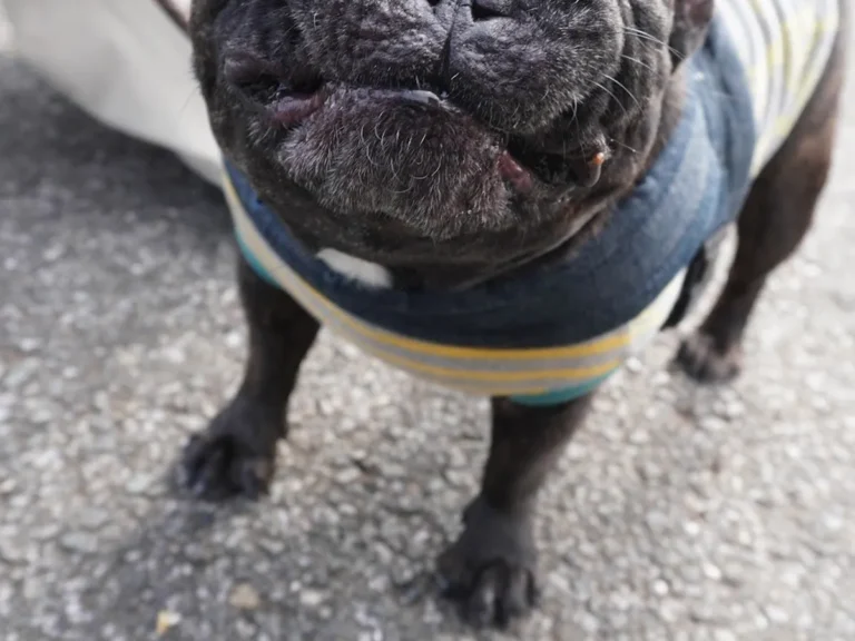 フレンチブルドッグの写真