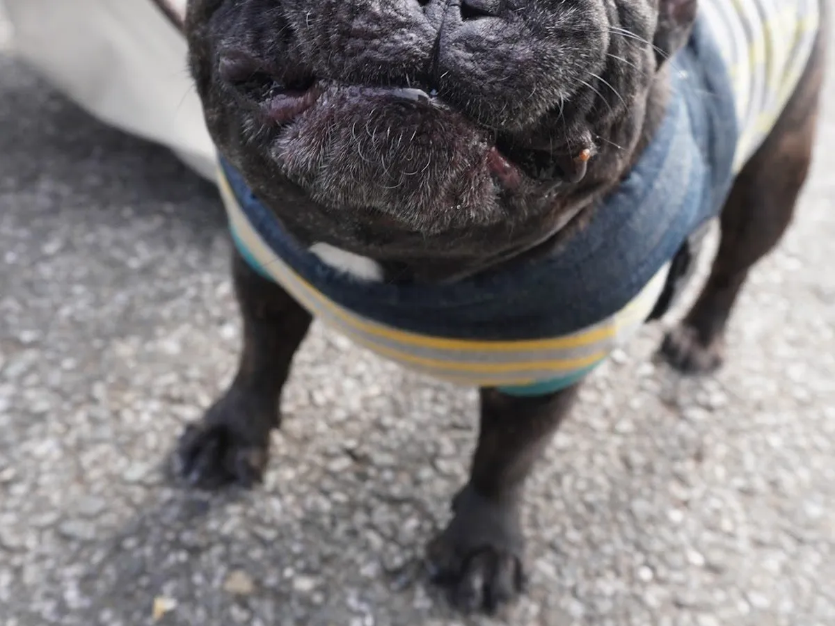 フレンチブルドッグの写真