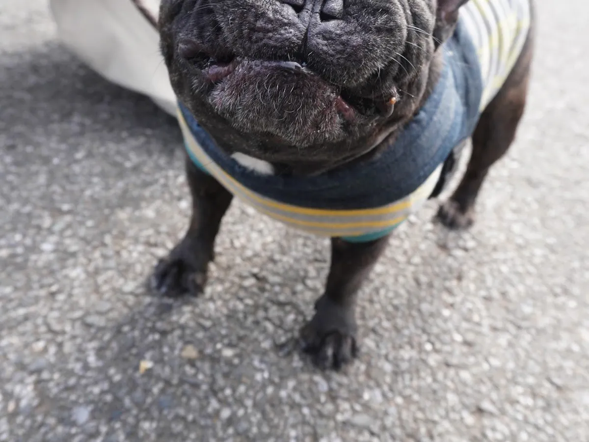 フレンチブルドッグの写真