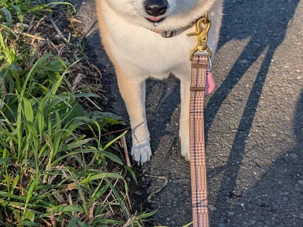 散歩拒否をする柴犬の写真