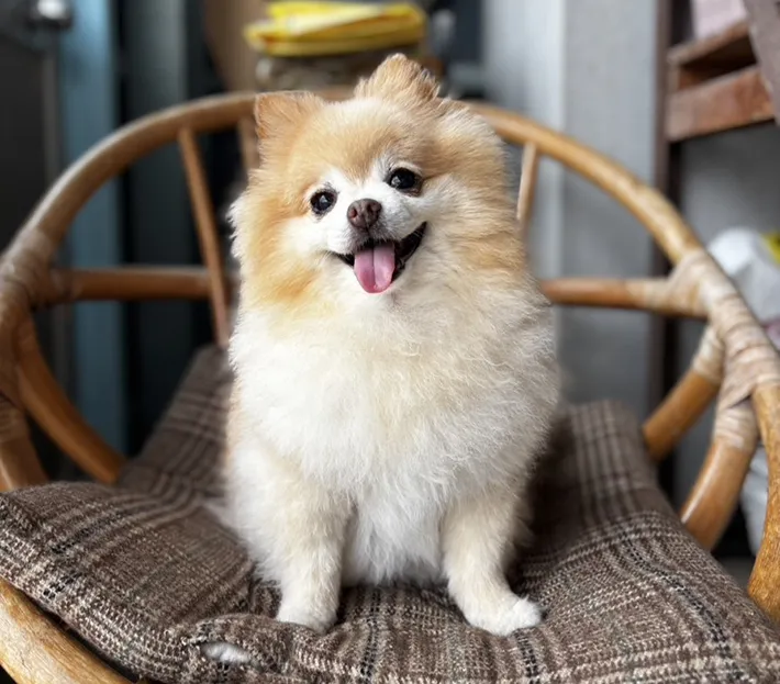 イスの上に立つポメラニアンの写真（撮影：grape編集部）