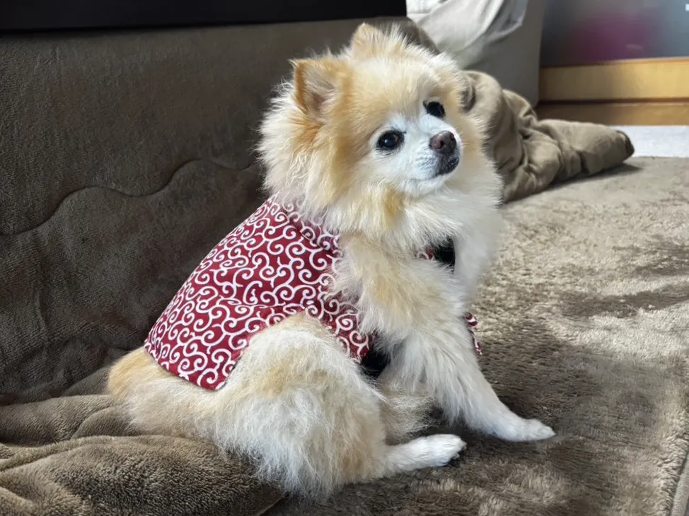 ちゃんちゃんこを着るポメラニアンの写真（撮影：grape編集部）