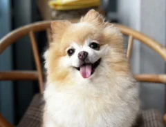 イスの上に立つポメラニアンの写真（撮影：grape編集部）