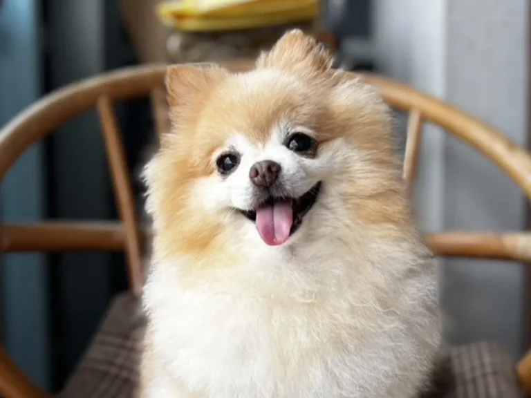 イスの上に立つポメラニアンの写真(撮影:grape編集部)