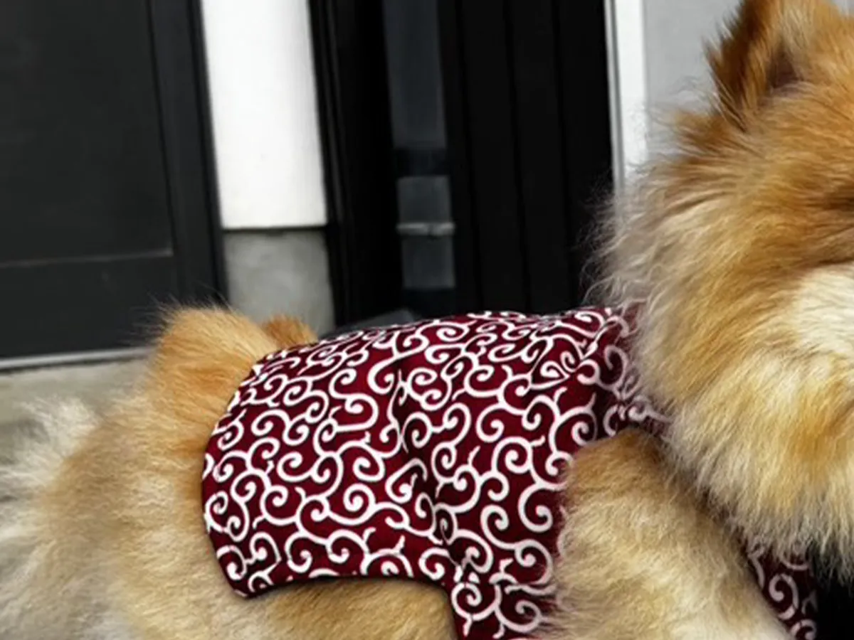 ちゃんちゃんこを着るポメラニアンの写真（撮影：grape編集部）