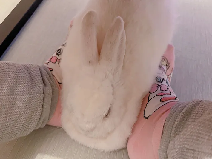 足の間に挟まるウサギの写真