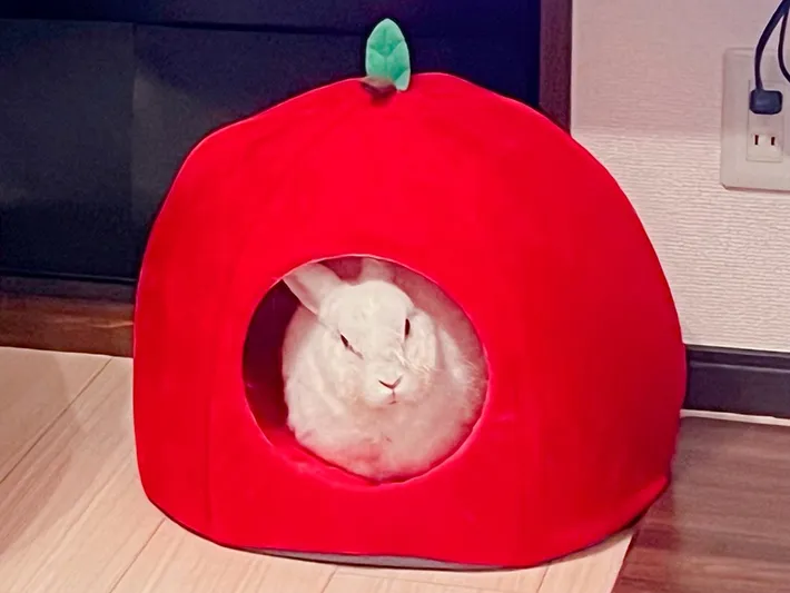リンゴ型のペットハウスに入るウサギの写真