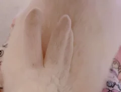 足の間に挟まるウサギの写真