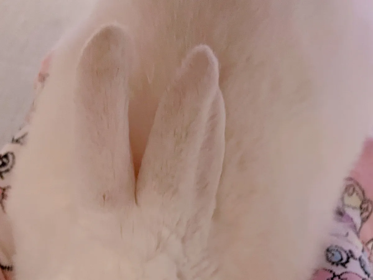 足の間に挟まるウサギの写真