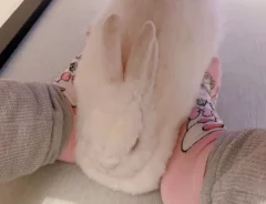 足の間に挟まるウサギの写真