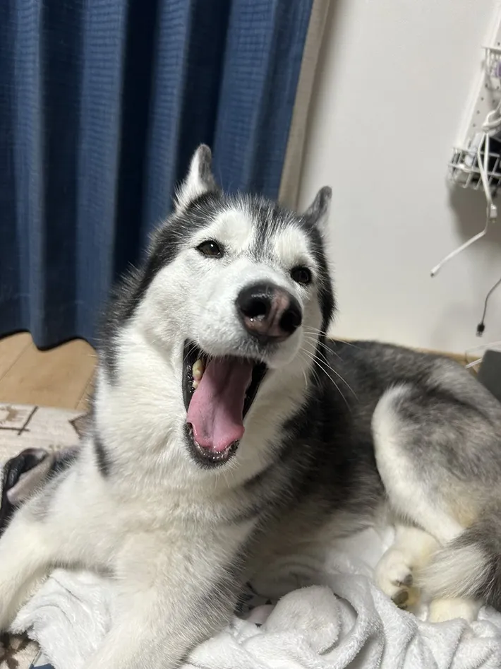 あくびをするシベリアンハスキー