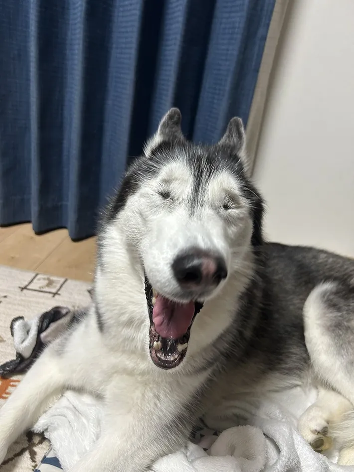 目をつぶったシベリアンハスキー