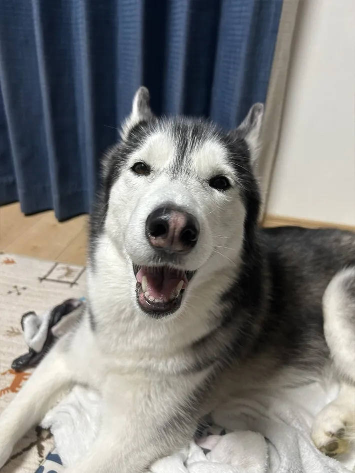 あくびをするシベリアンハスキー