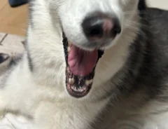 あくびをするシベリアンハスキー