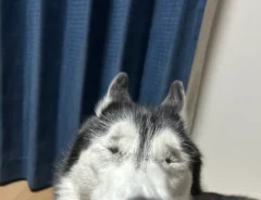 あくびをするシベリアンハスキー