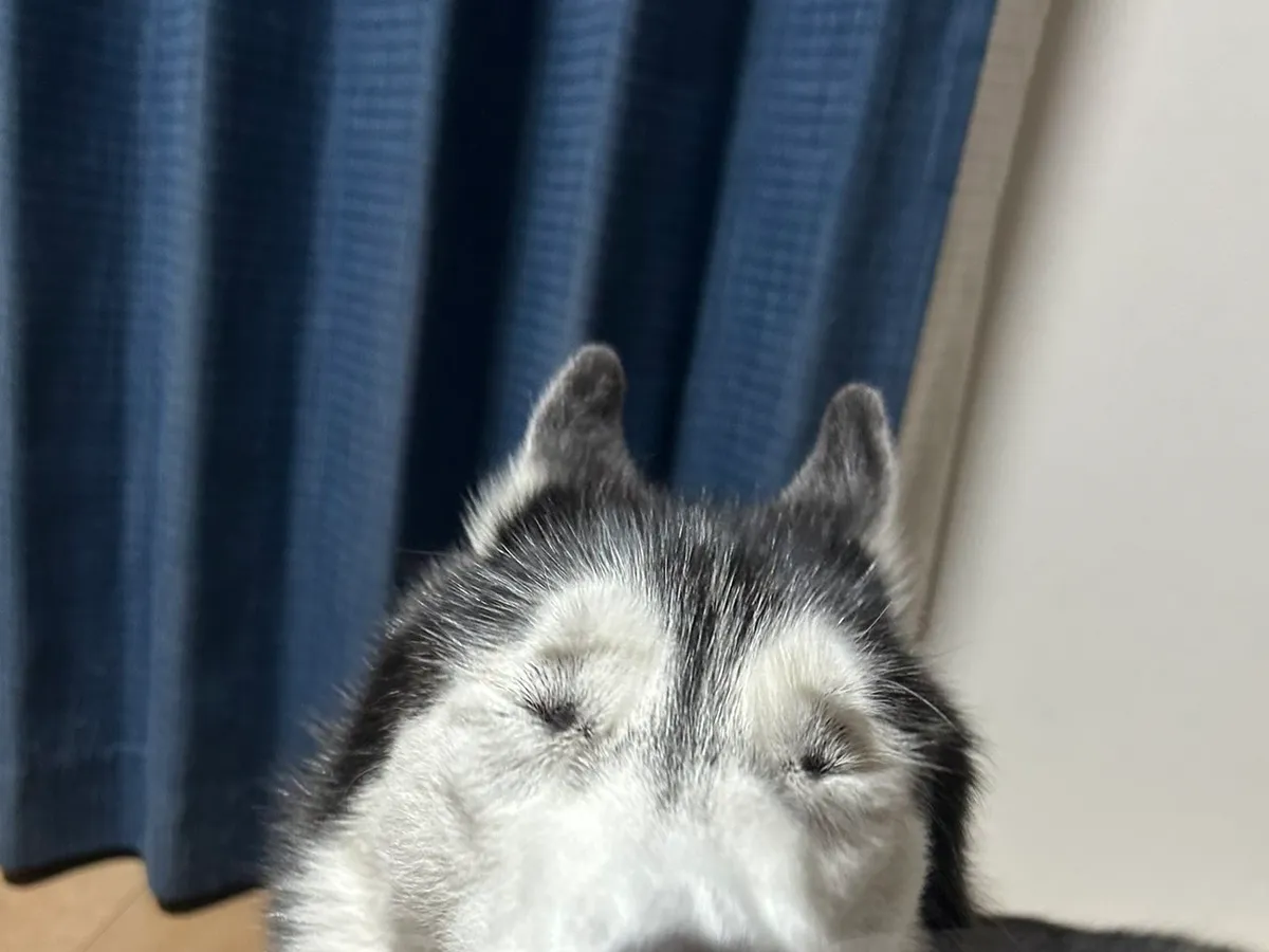 あくびをするシベリアンハスキー