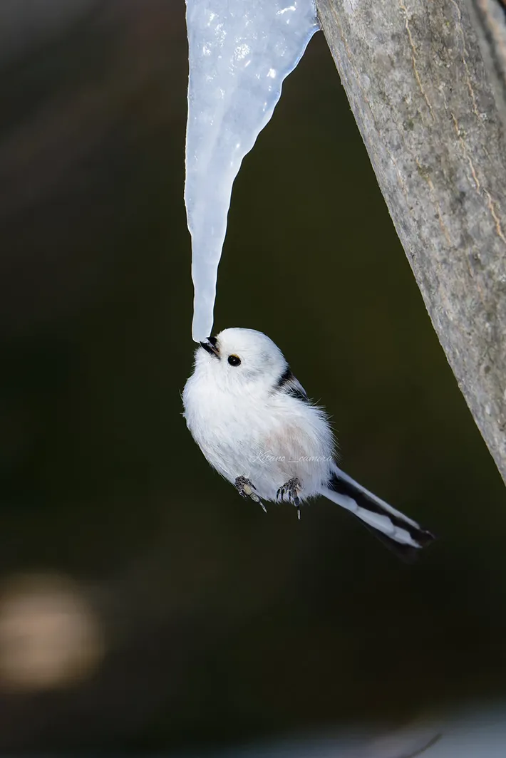 シマエナガの写真（@kitano_cameraさん撮影）