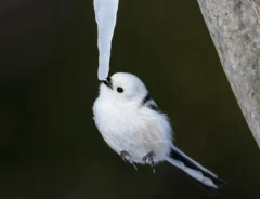 シマエナガの写真（@kitano_cameraさん撮影）