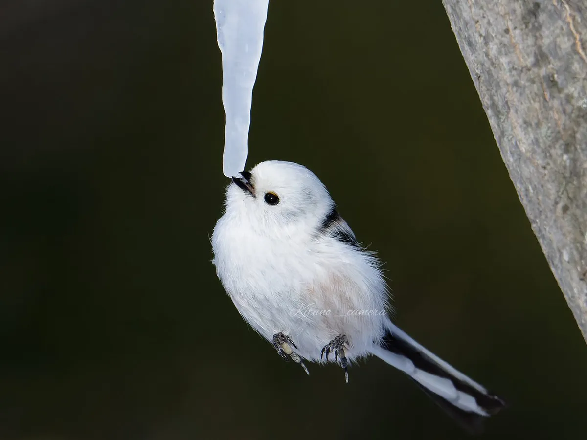 シマエナガの写真(@kitano_cameraさん撮影)