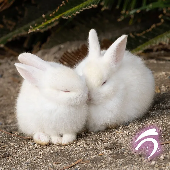 身を寄せ合う2匹のウサギの写真