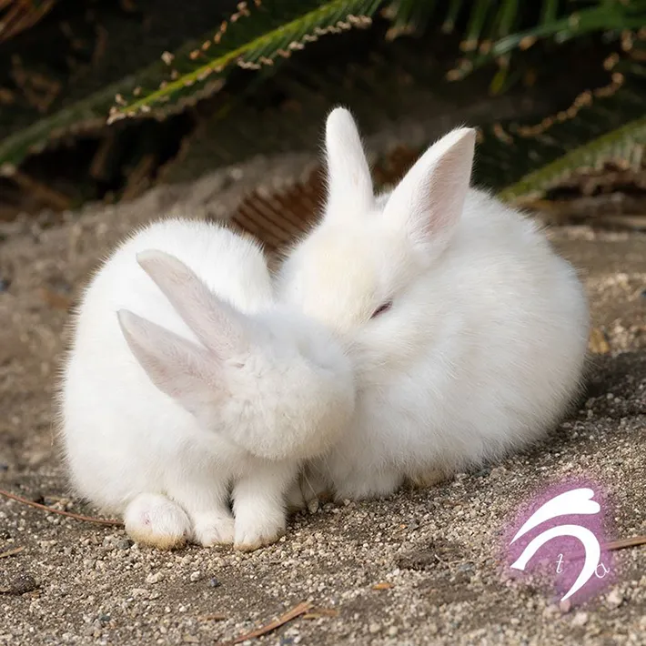 身を寄せ合う2匹のウサギの写真