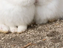 身を寄せ合う2匹のウサギの写真