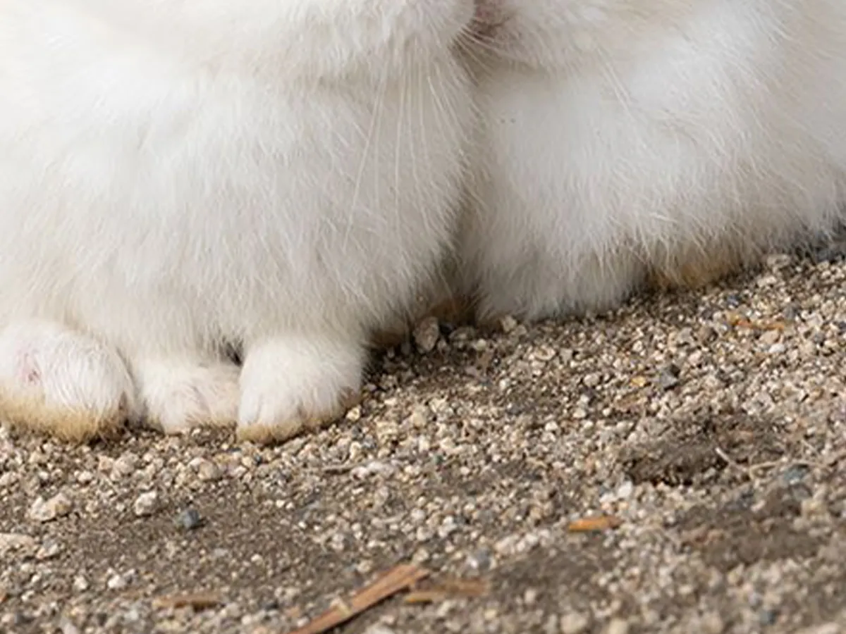 身を寄せ合う2匹のウサギの写真