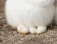 身を寄せ合う2匹のウサギの写真