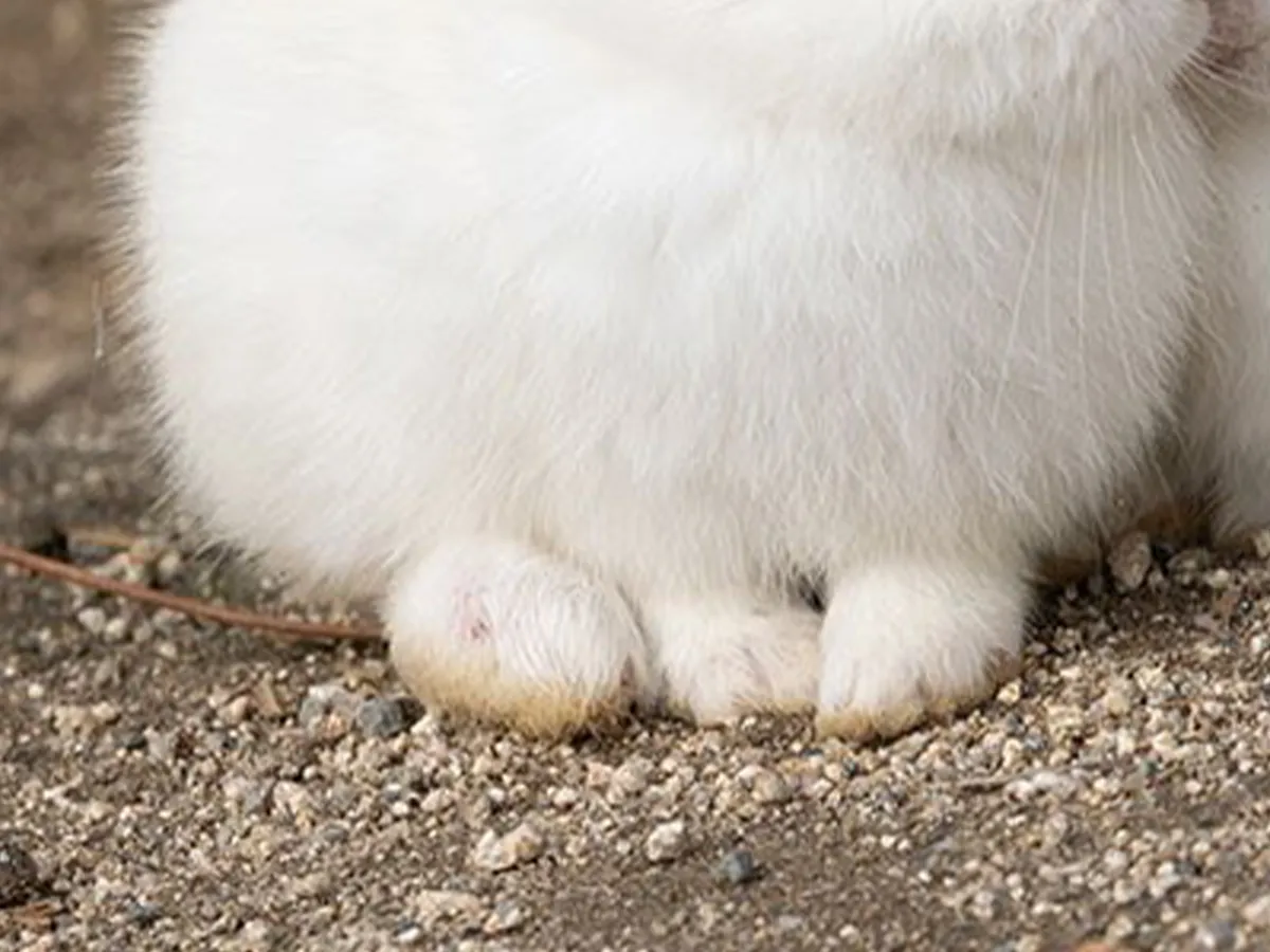 身を寄せ合う2匹のウサギの写真