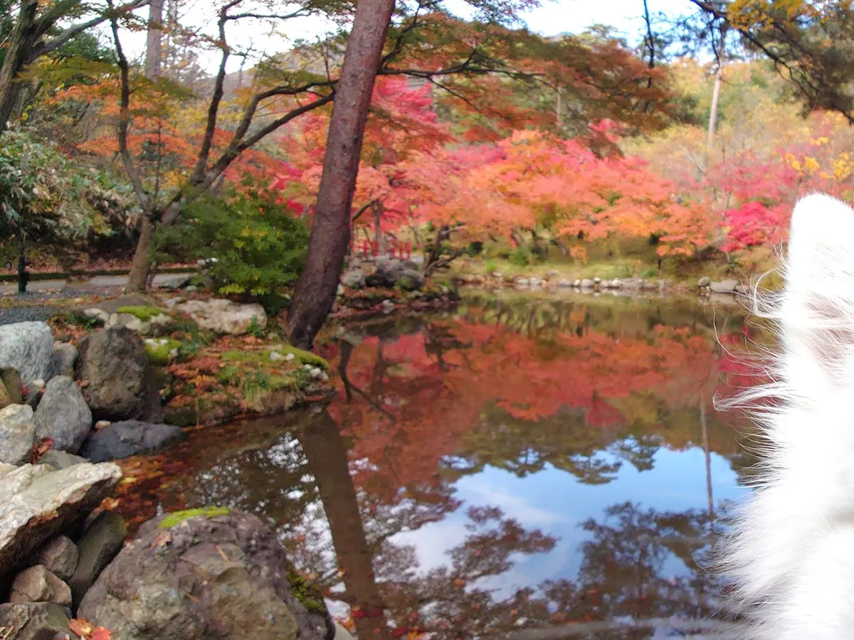 紅葉が背景の犬の写真